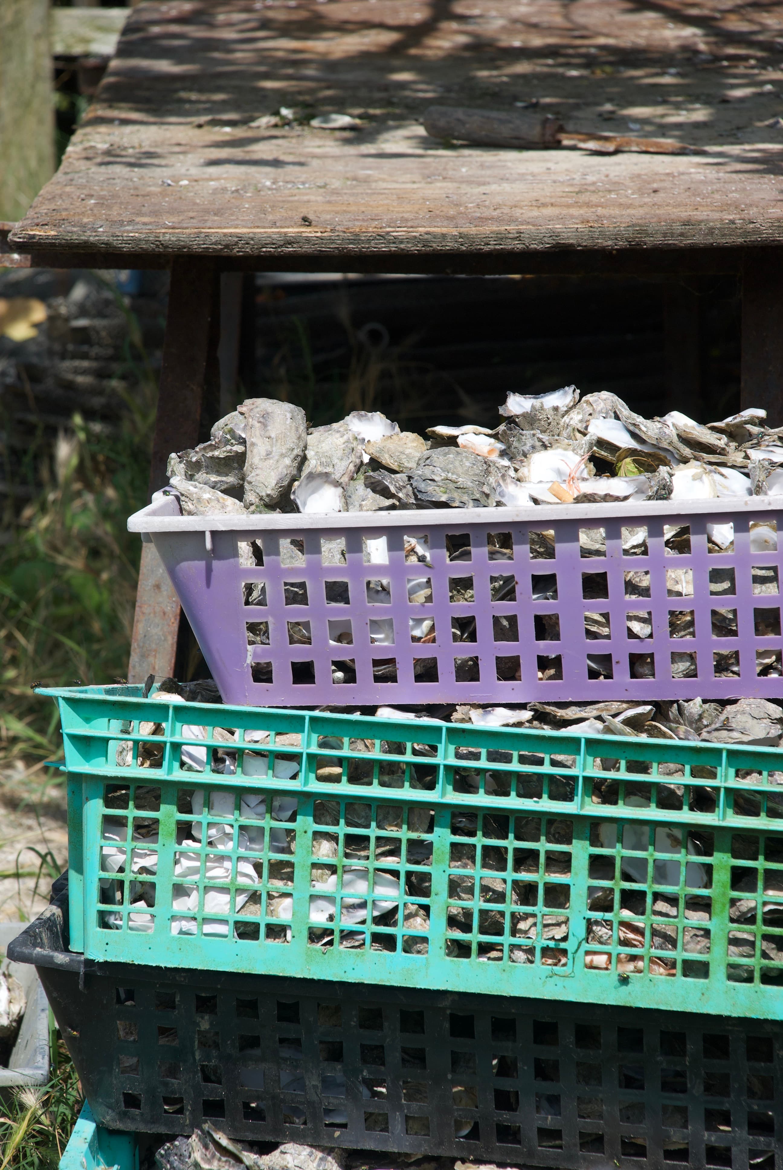 Oyster & Cycling Paradise