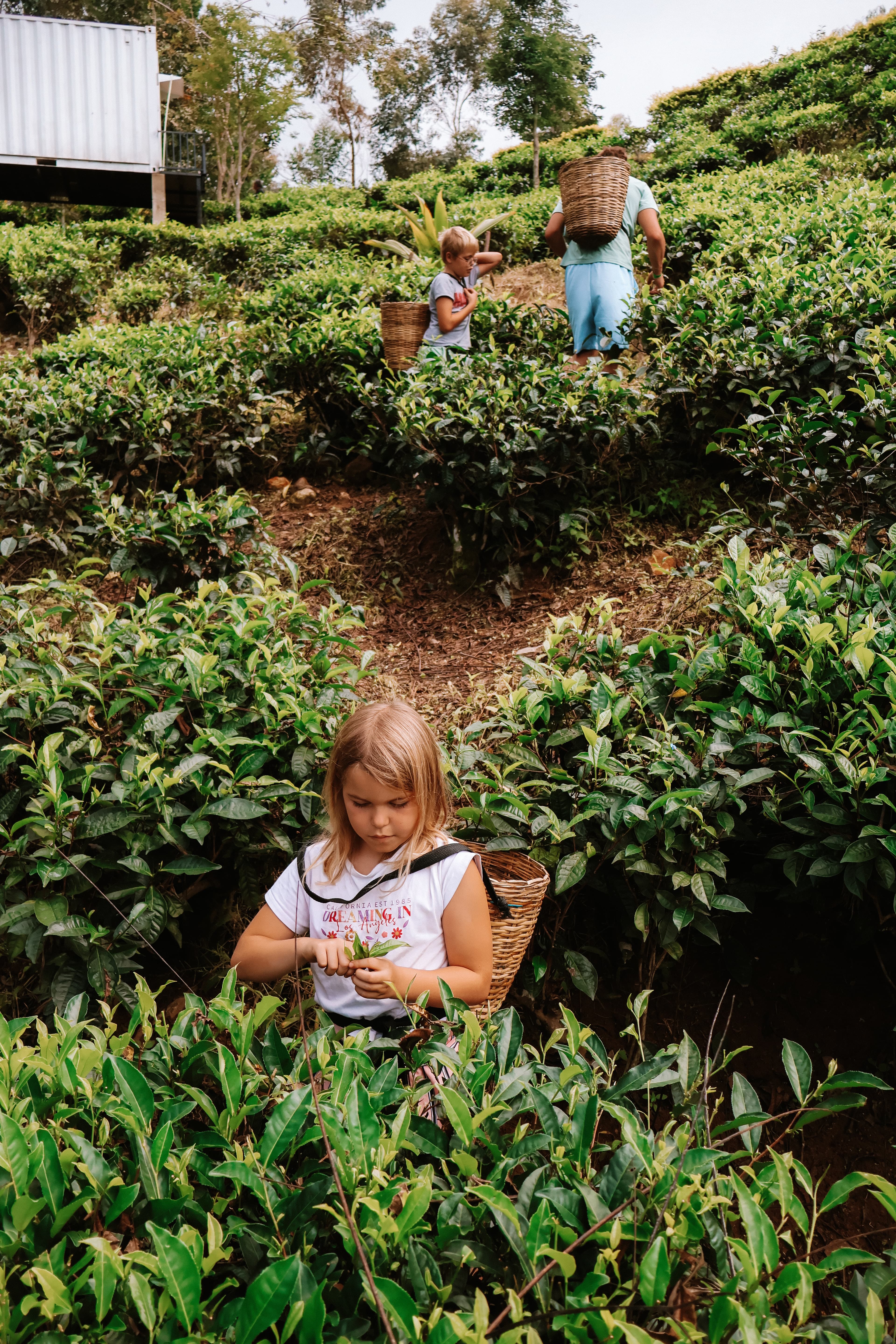 Little Adam’s Peak en bezoek aan theeplantages