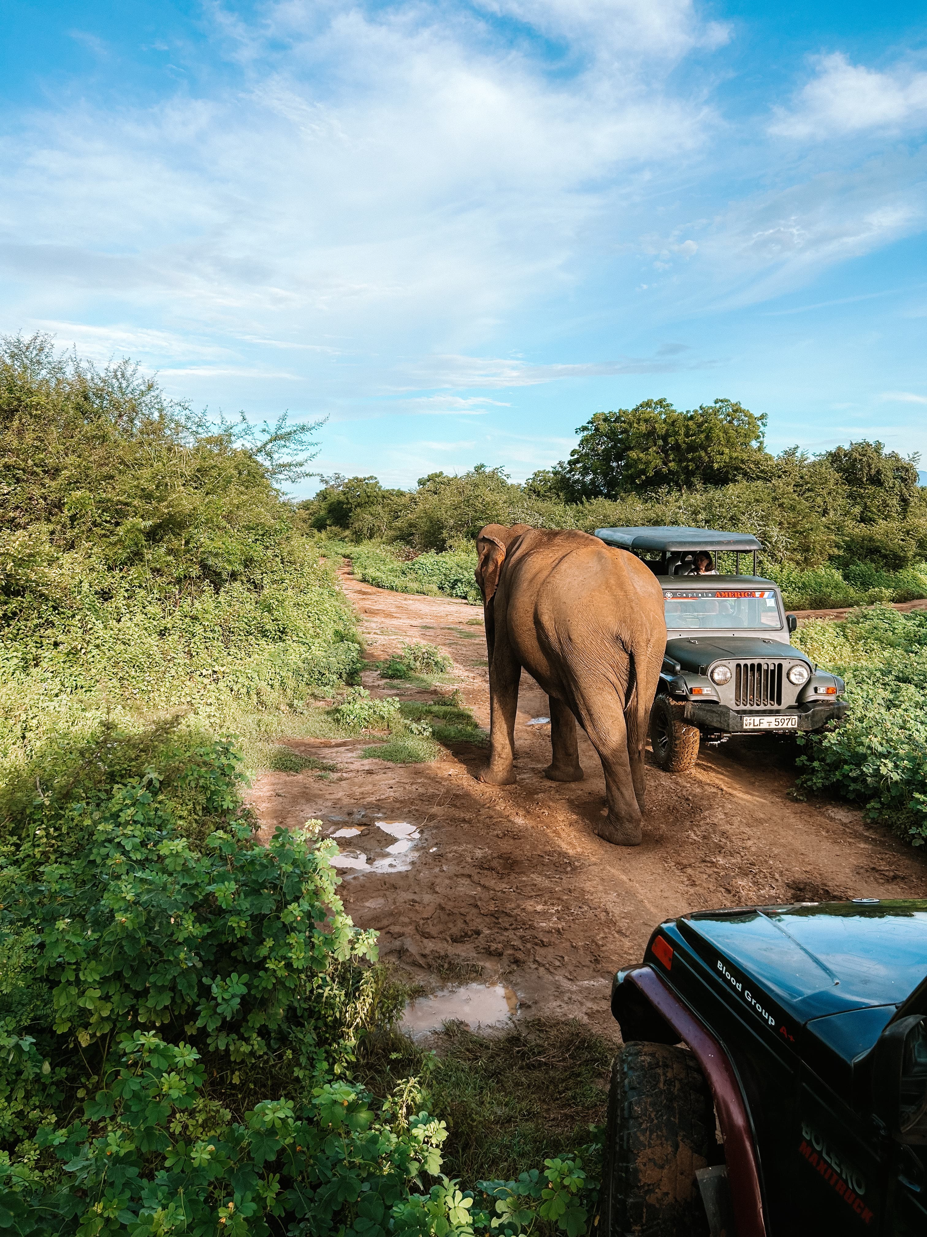 Un autre jour, un autre safari vous attend