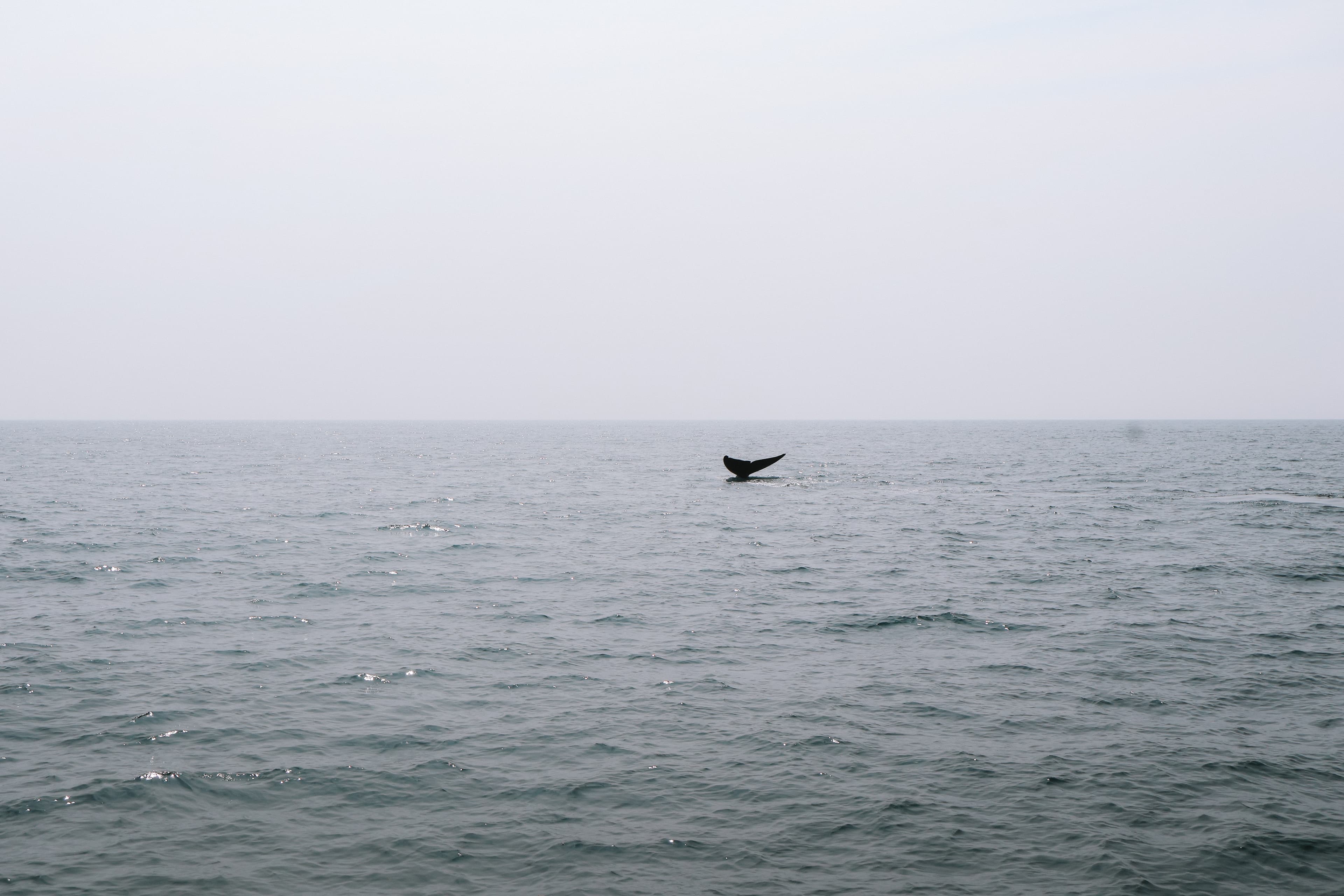 Whale watching and relax