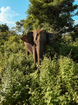 Safari time @ Sri Lanka