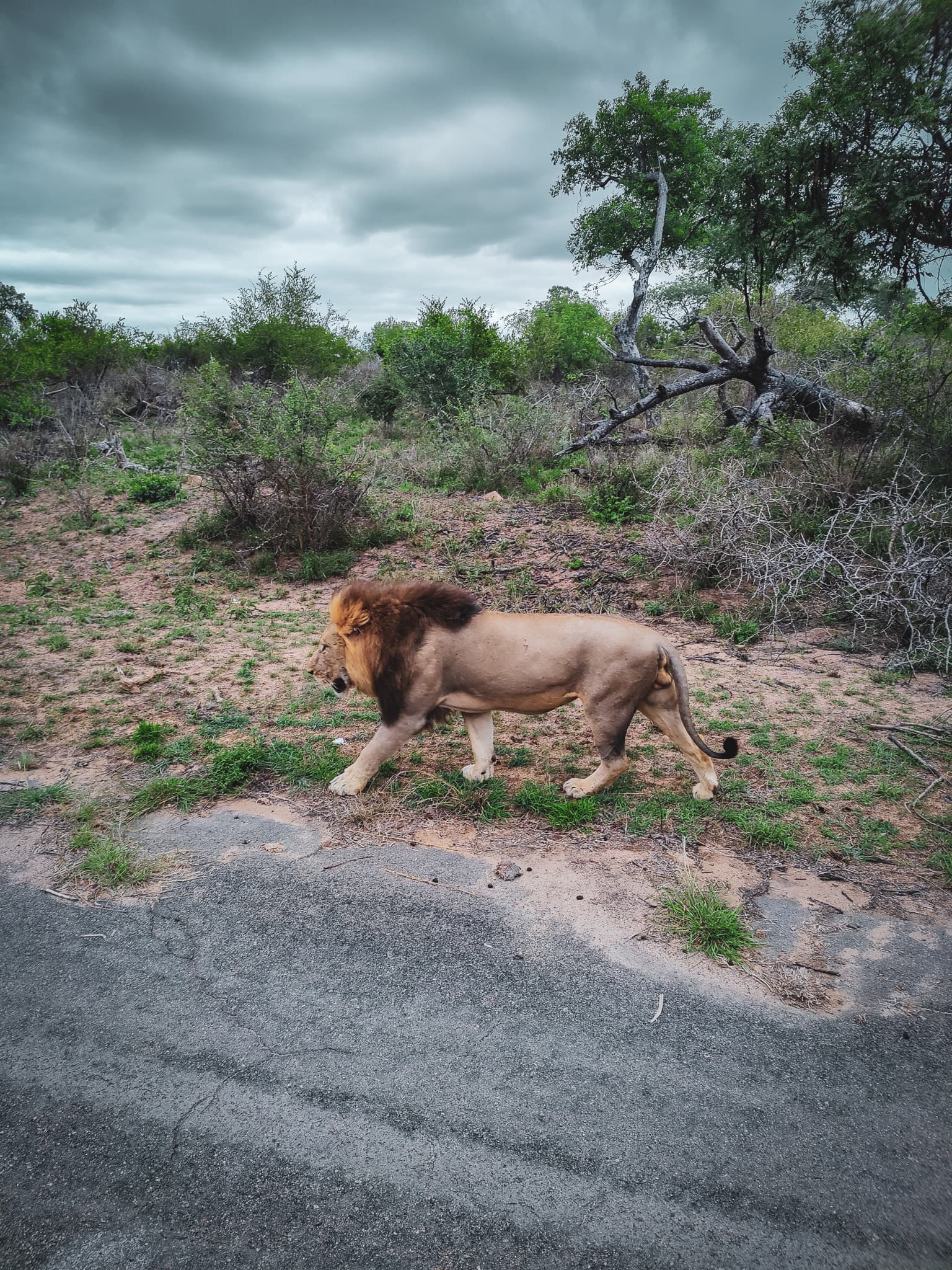 Kruger National Park: Op safari in het hol van de leeuw