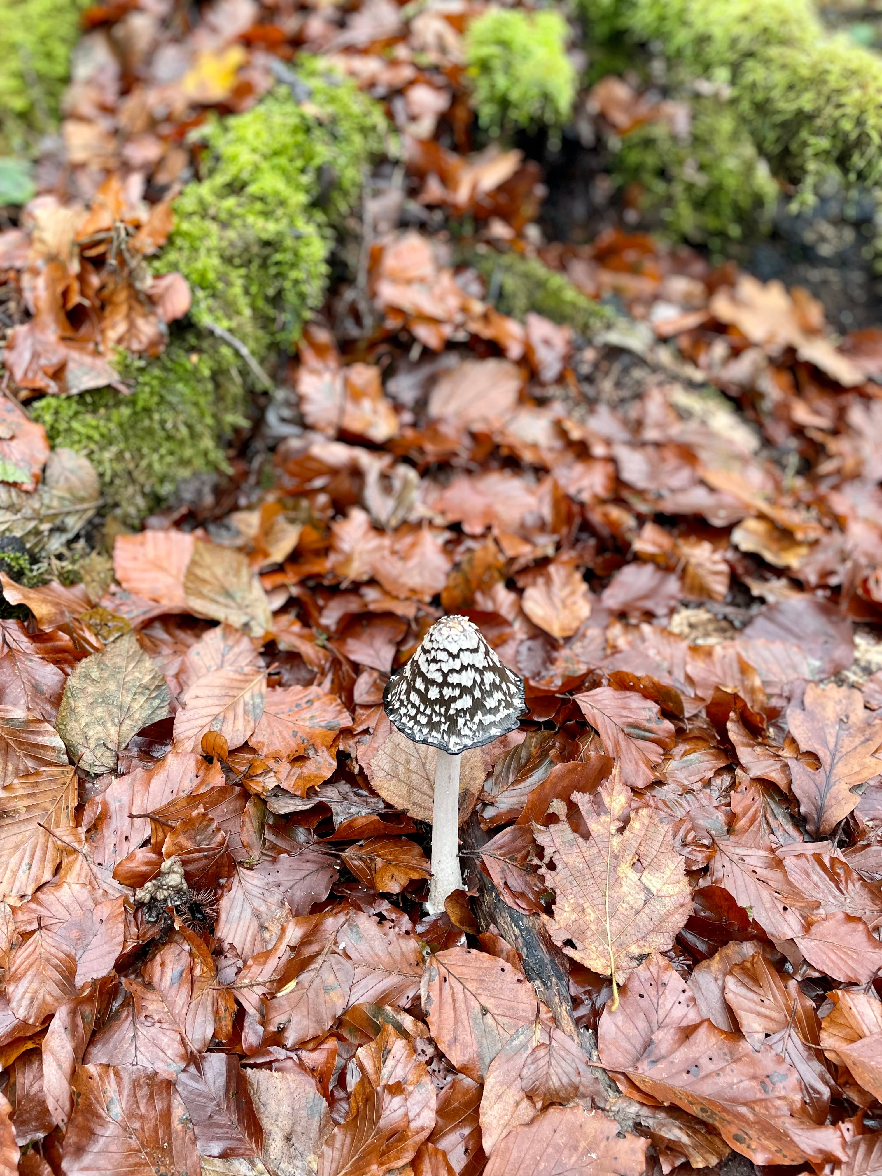 Wandelen in een andere wereld