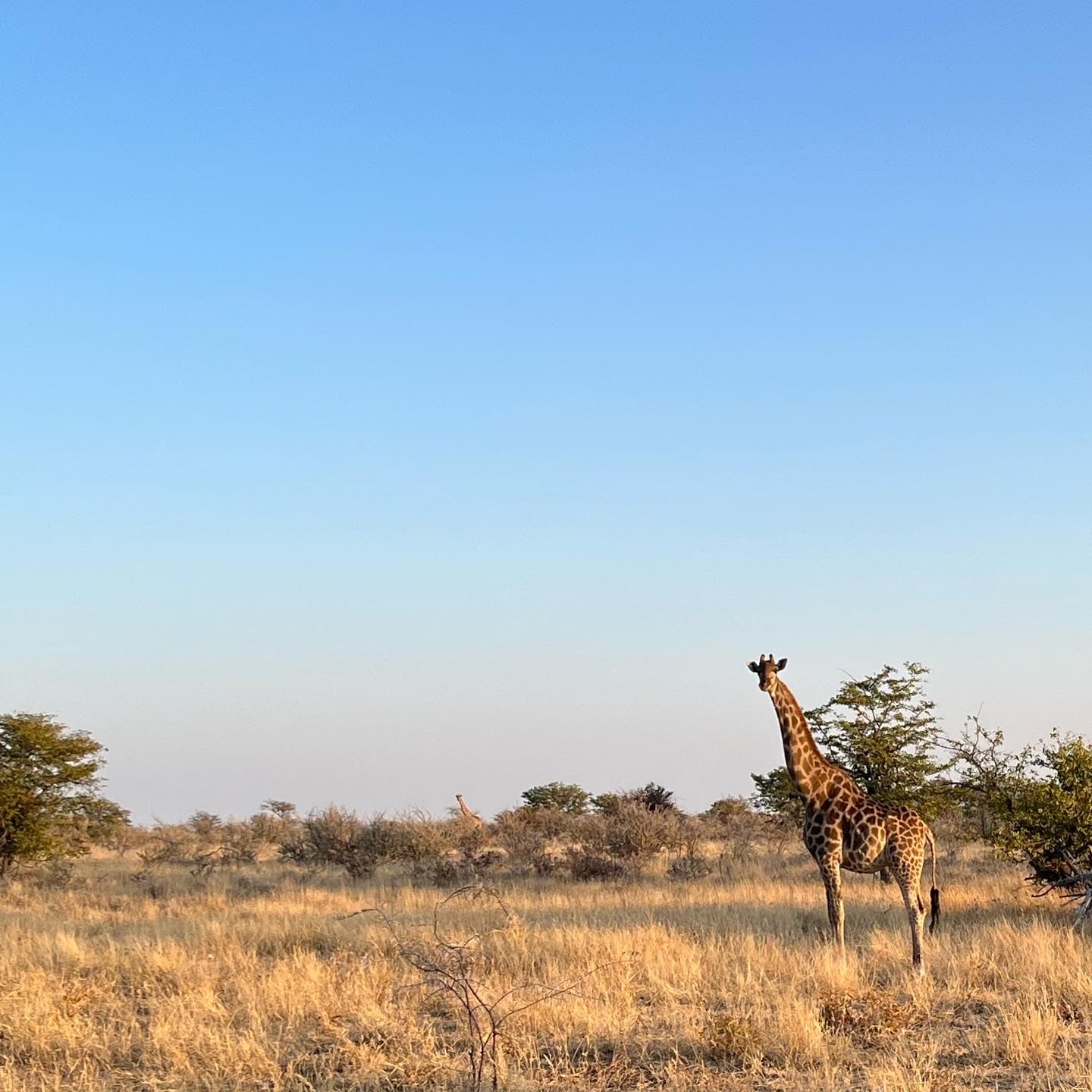 3 Day Road Trip in Etosha National Park - Day 1