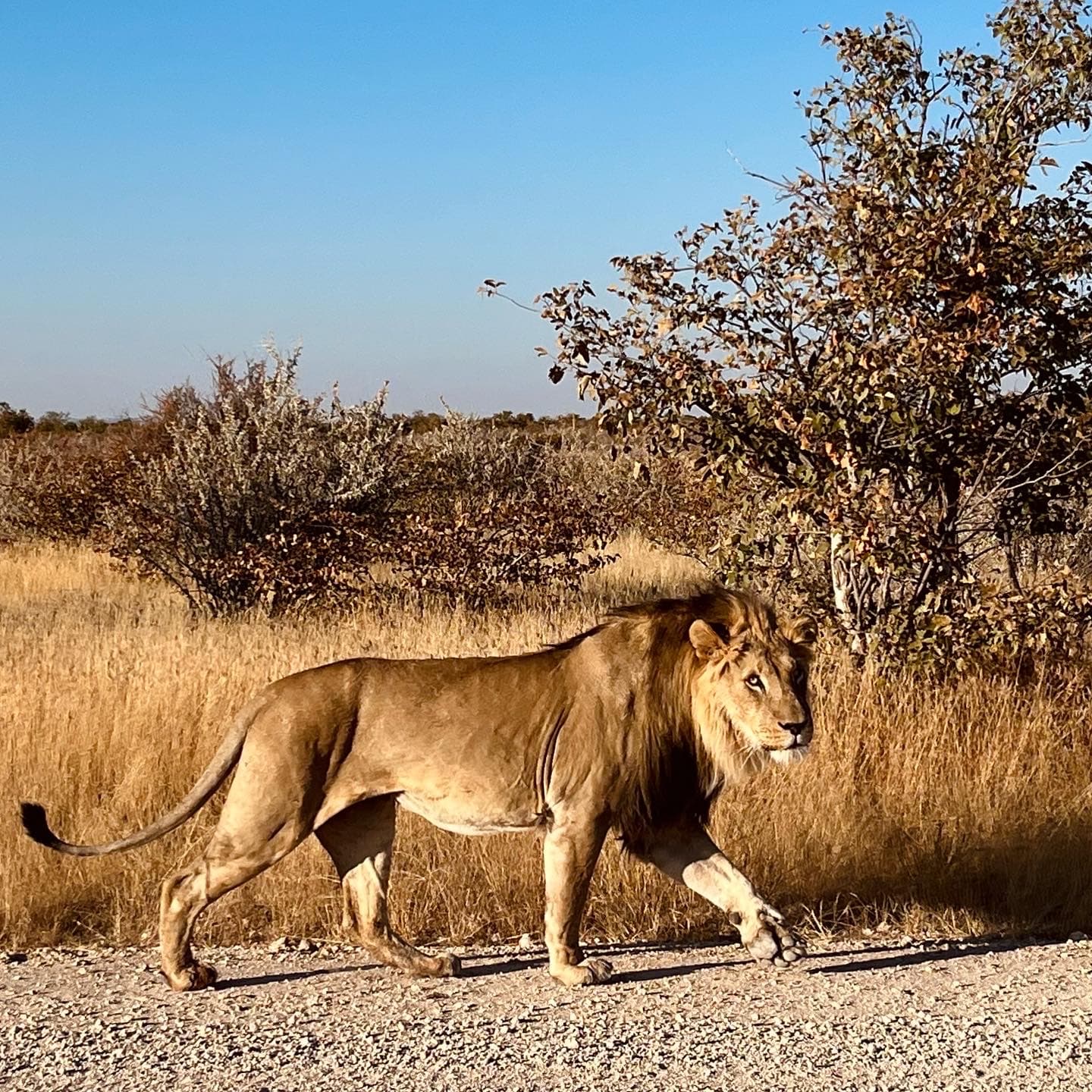 3 Day Road Trip in Etosha National Park - Day 2