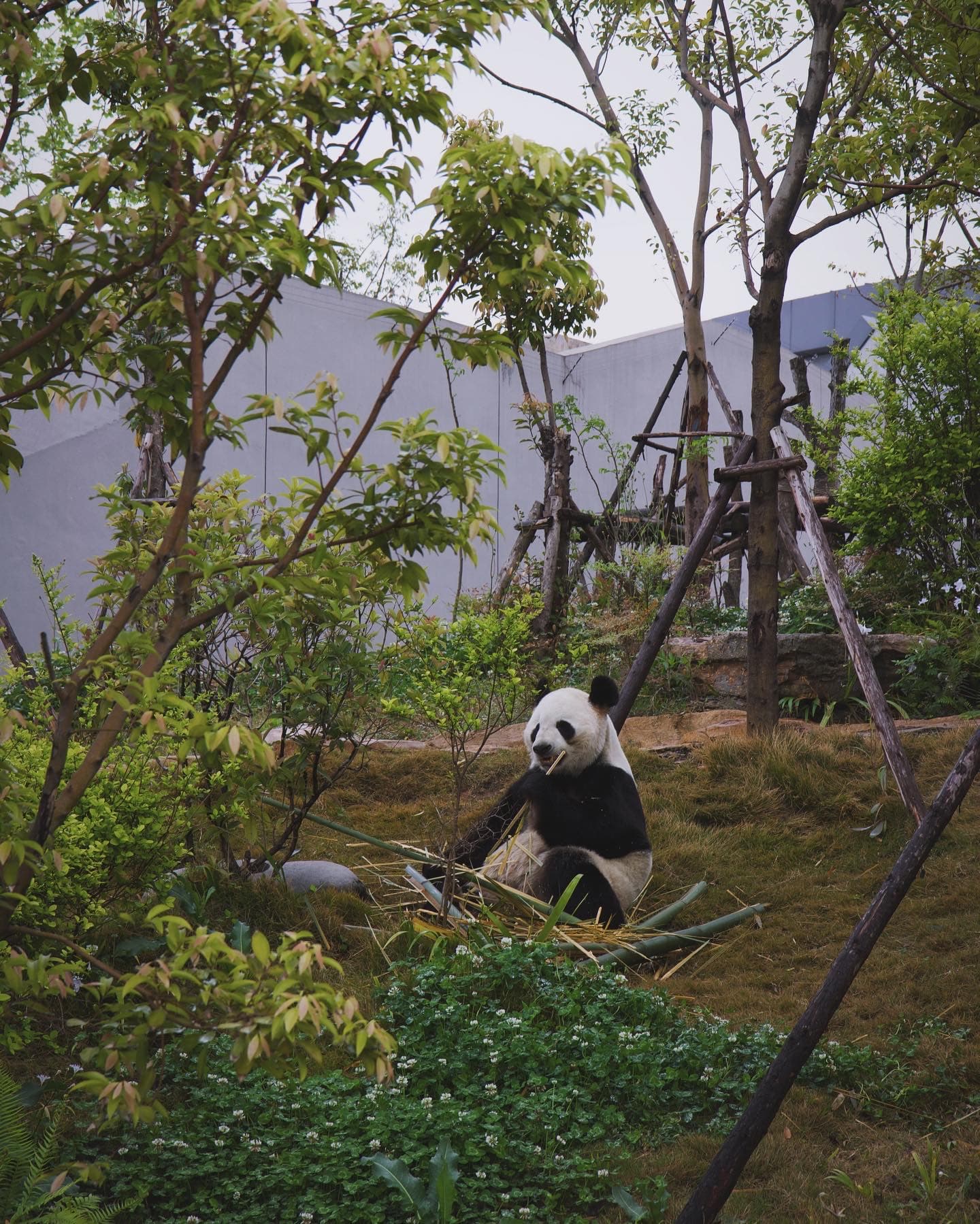 Panda base