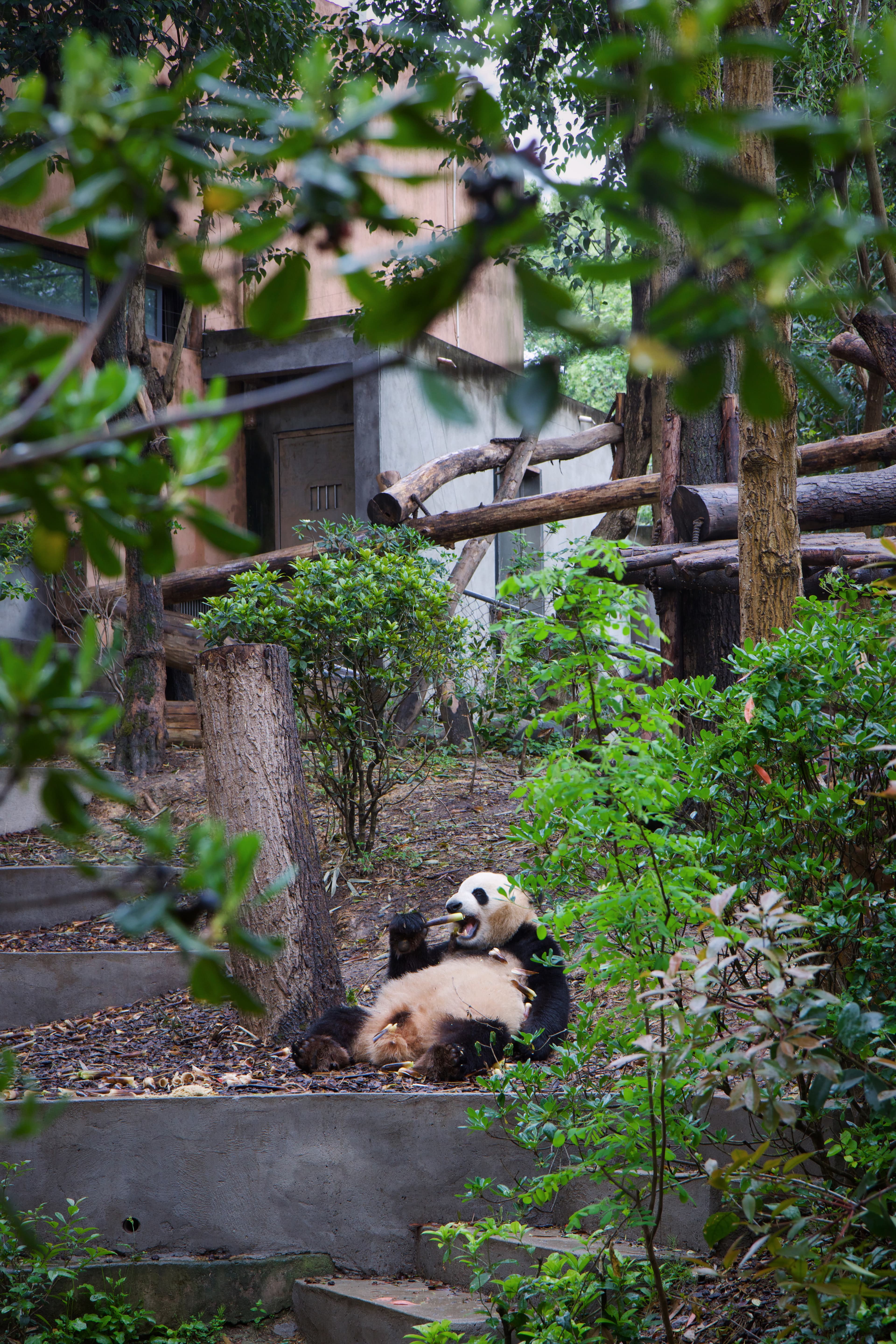Panda base
