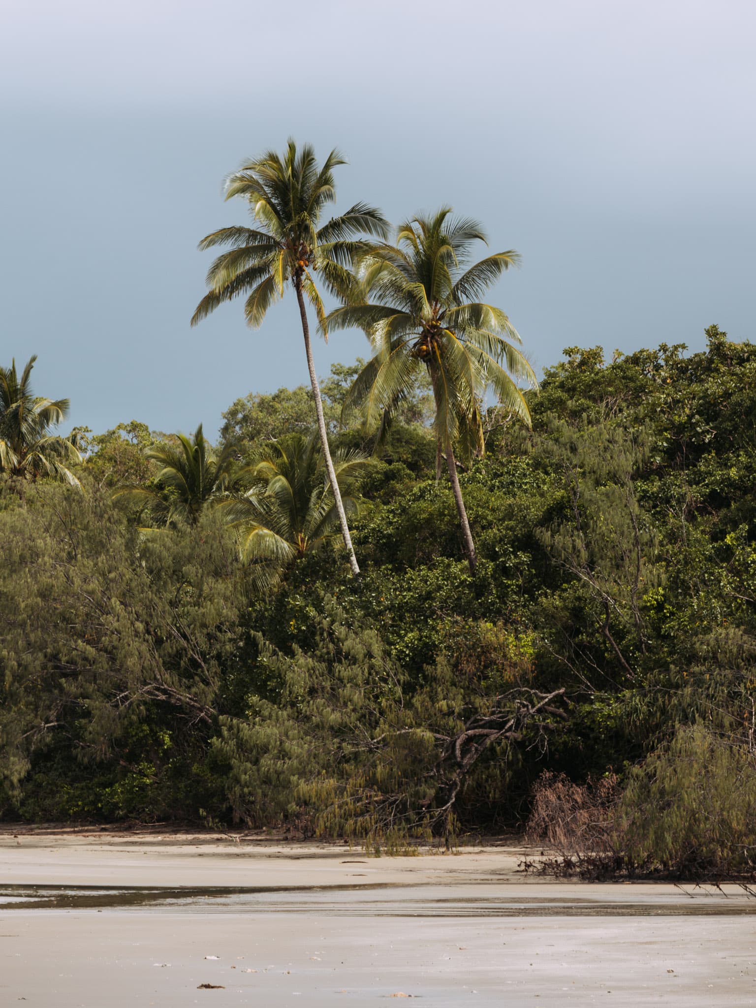 Daintree Rainforest in Australia: 5 things to do in the oldest rainforest