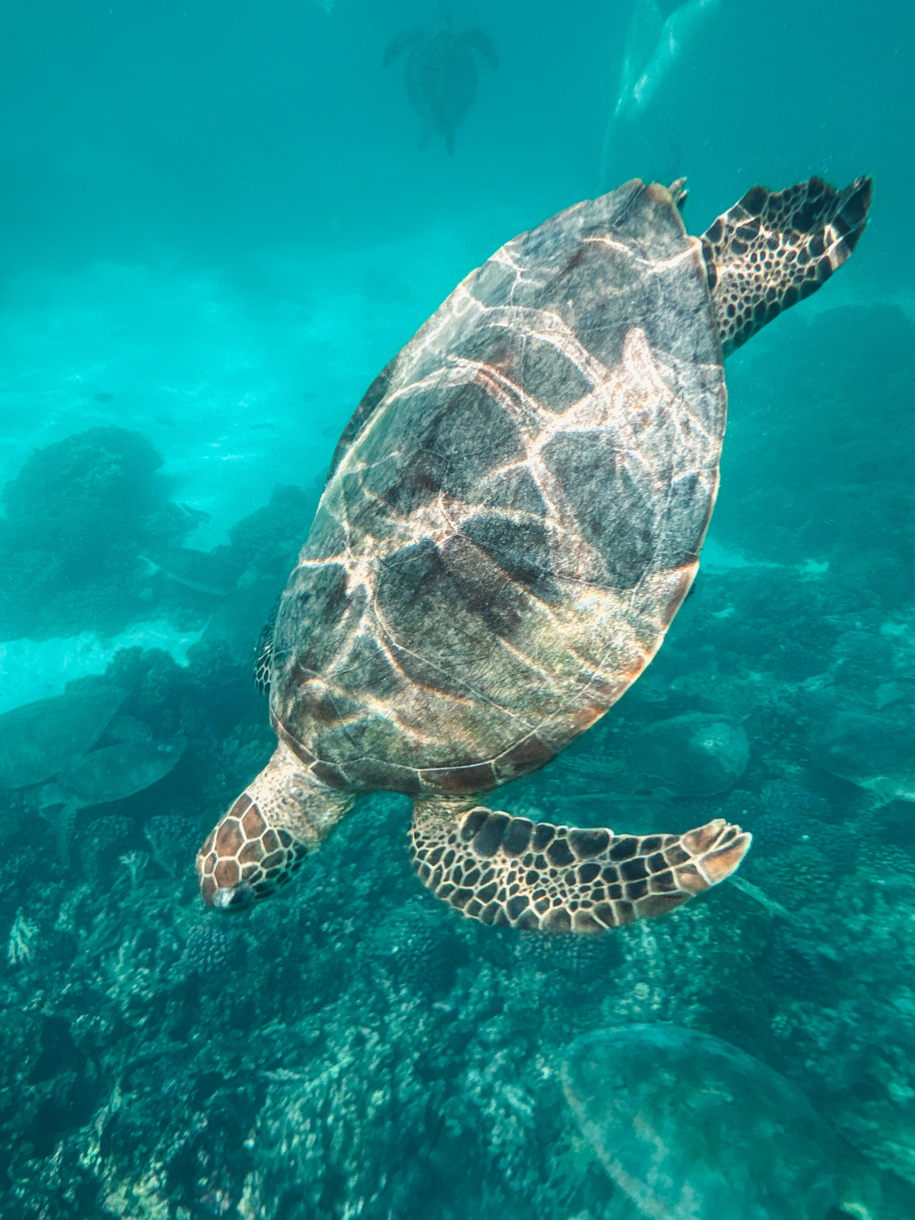 Excursion aux îles Daymaniat 🐢