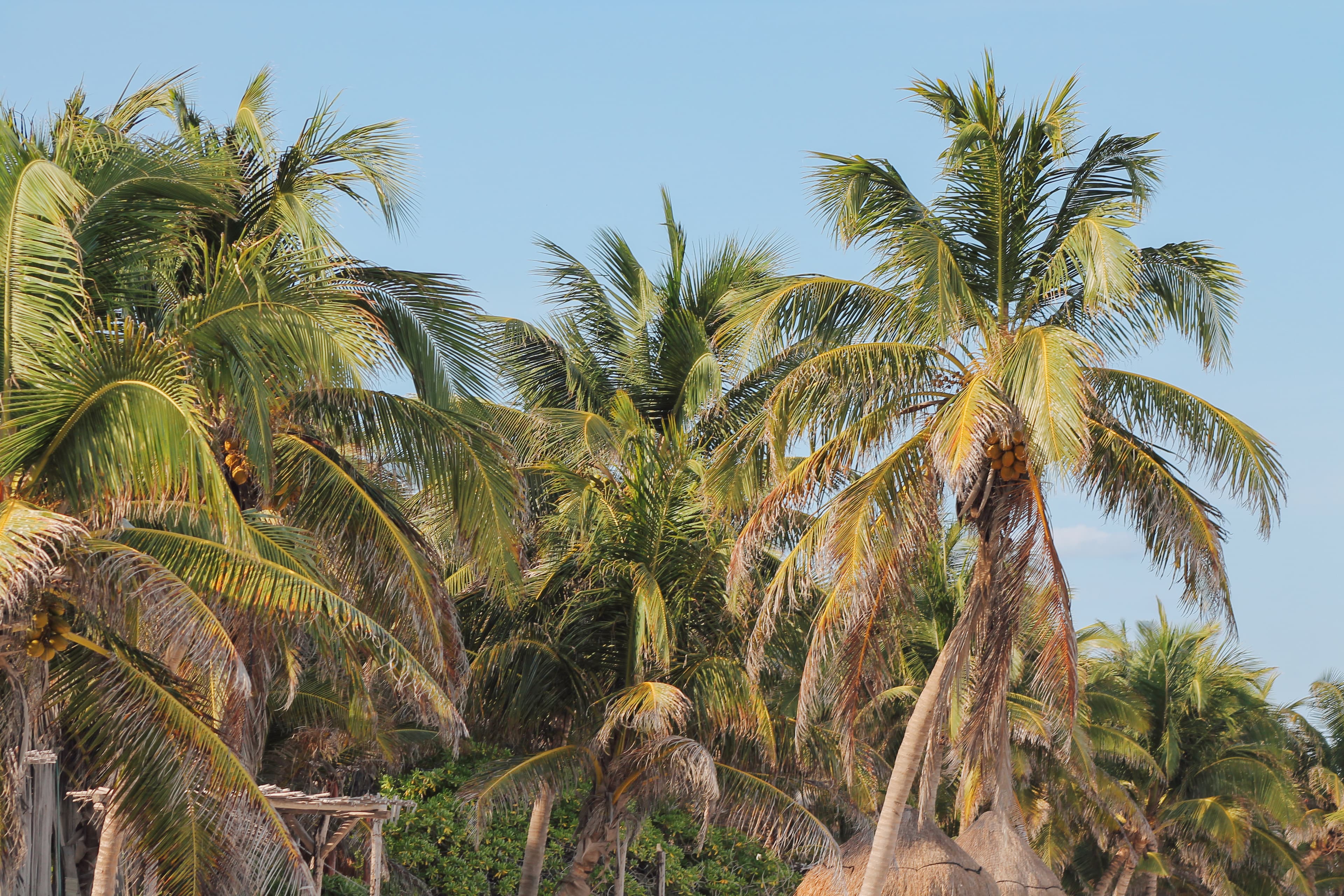 One week in Yucatán