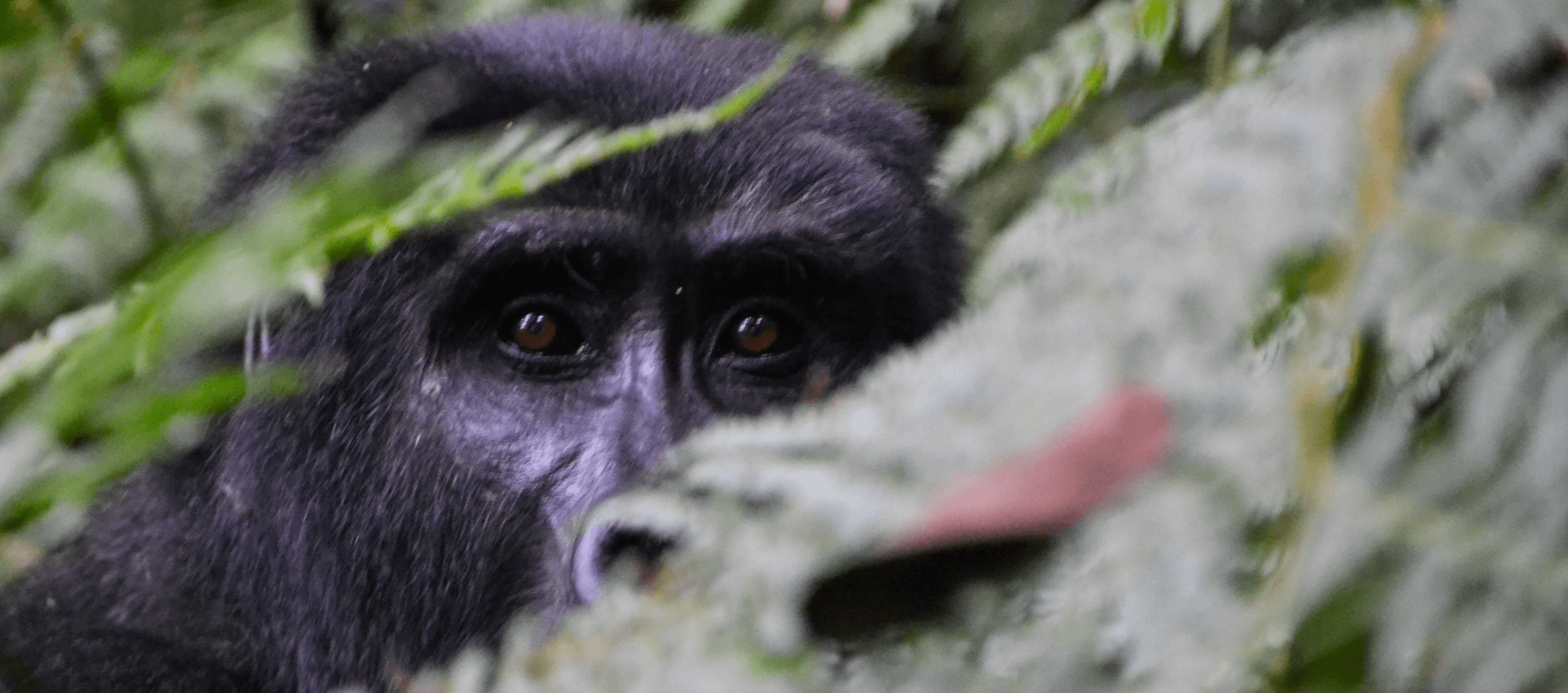 Meeting mountain gorillas in Uganda