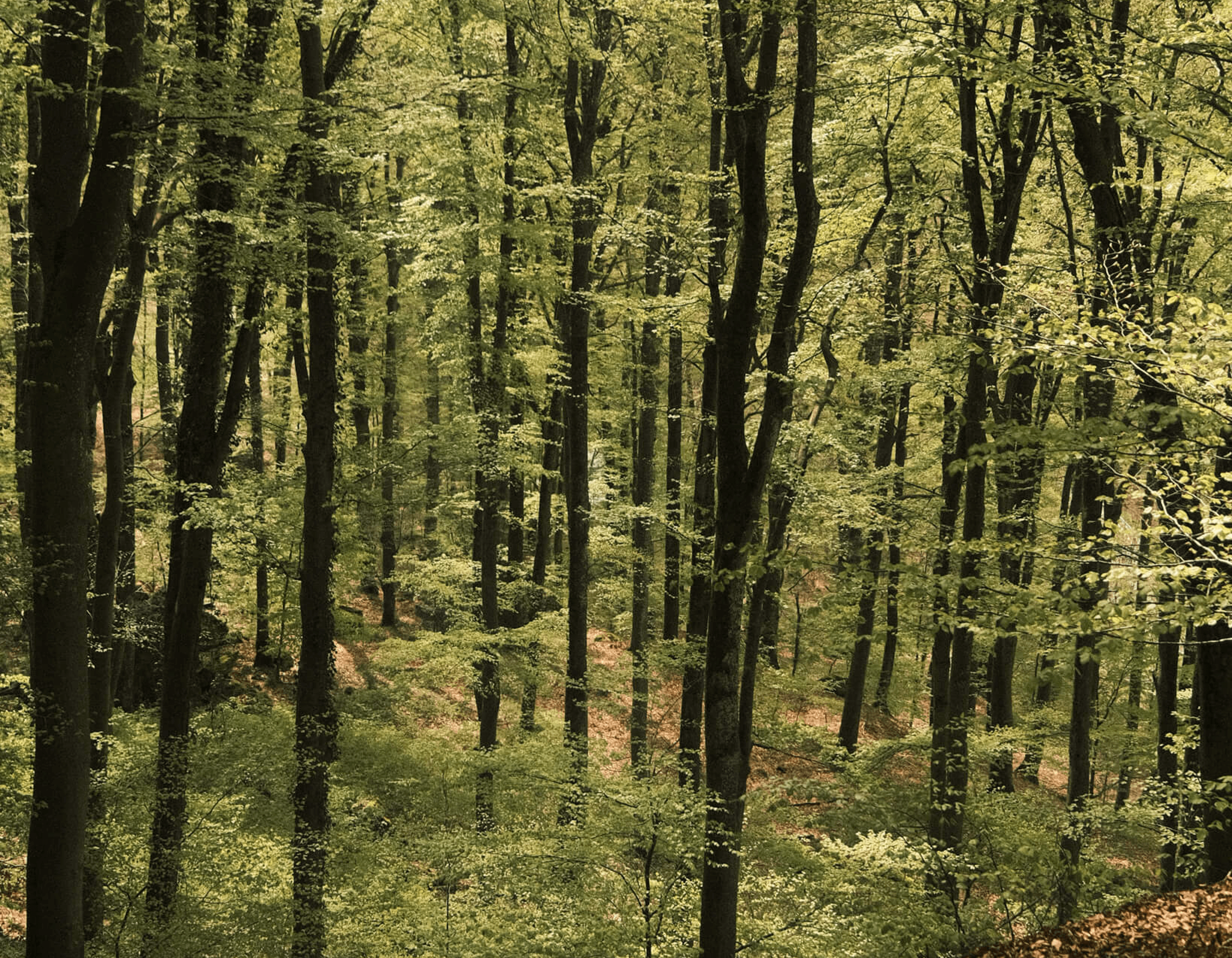 Hiken op het Mullerthalpad