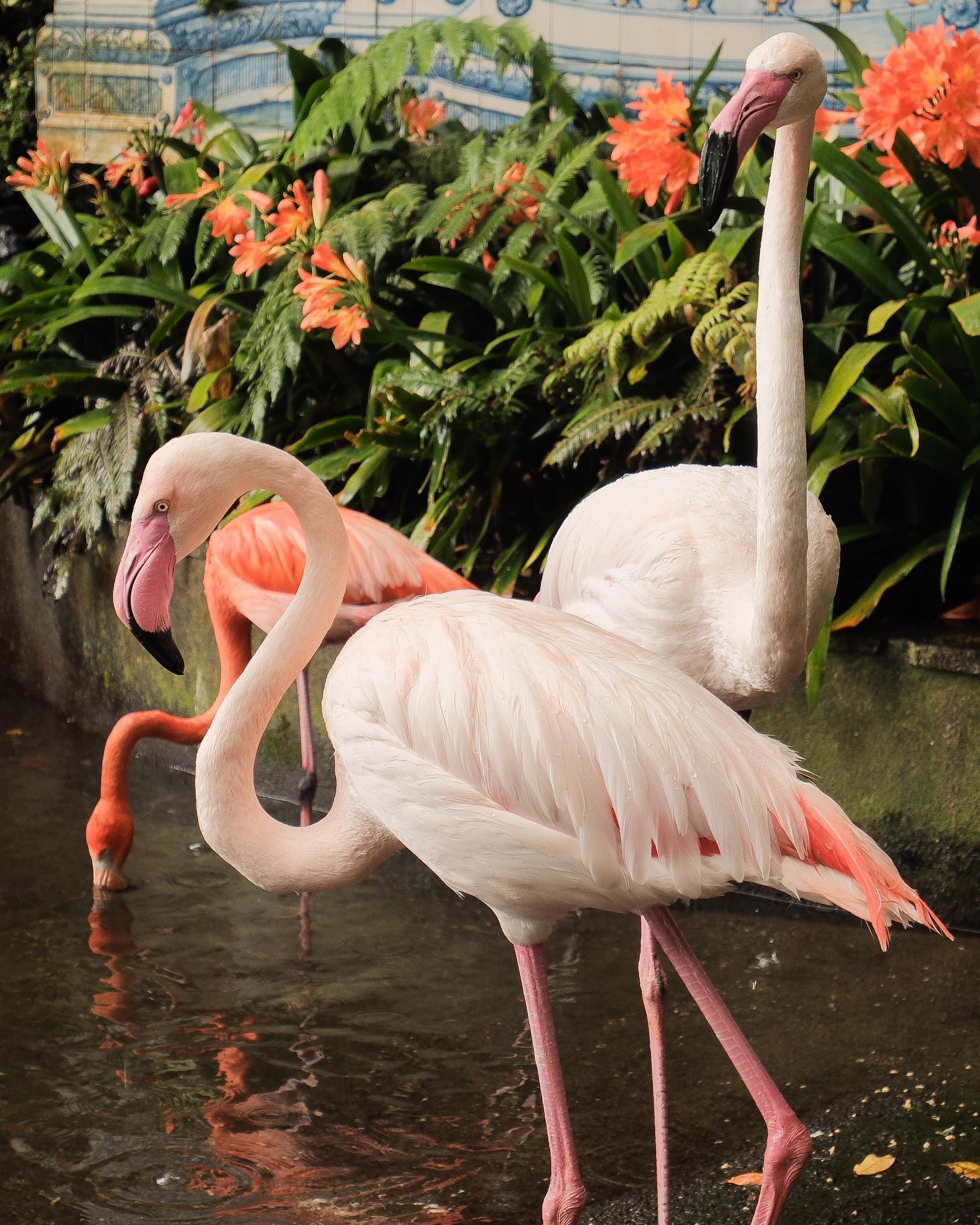 One week on the flower island of magical Madeira