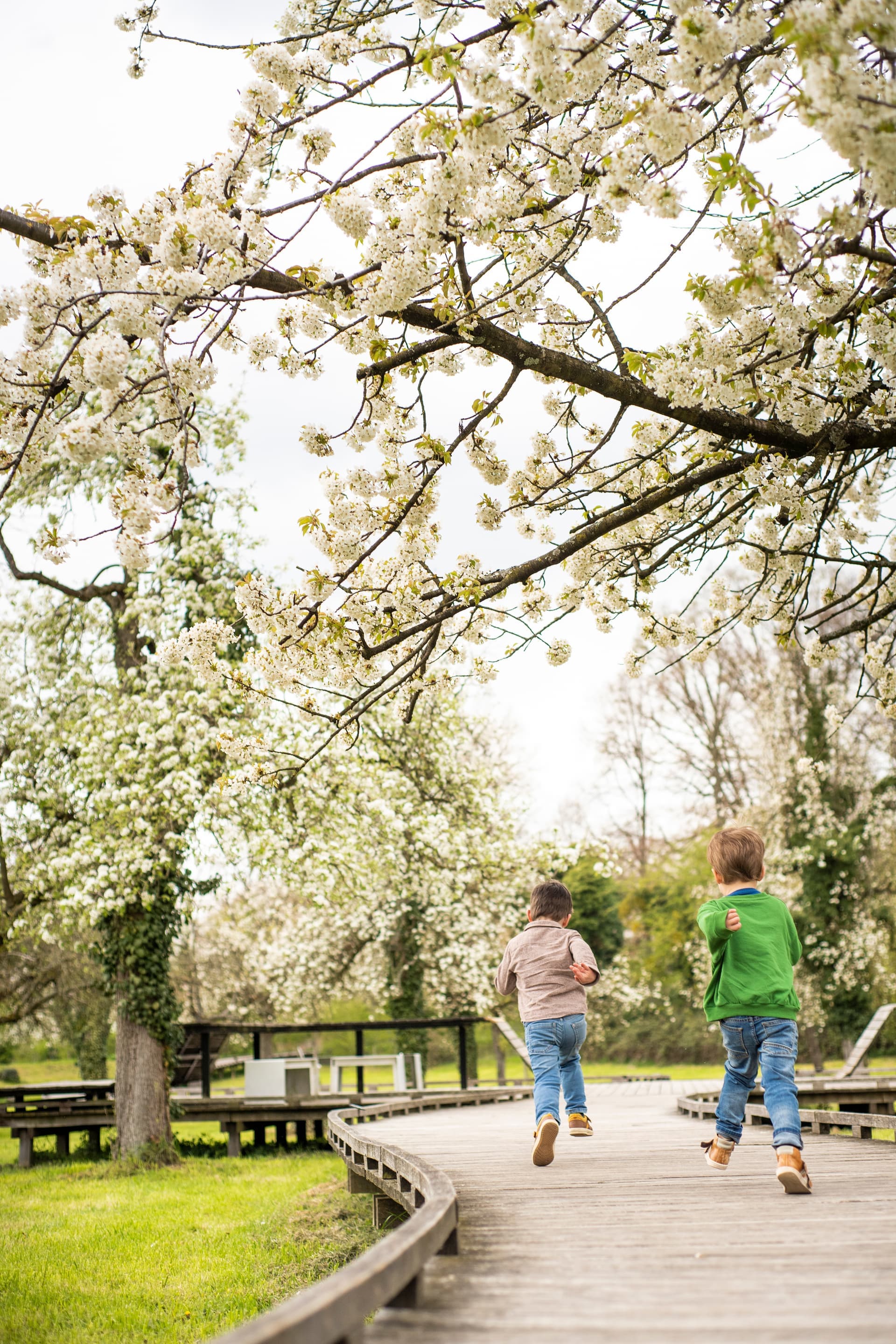 Découvrez les fleurs de Haspengouw à Bilzen-Hoeselt !