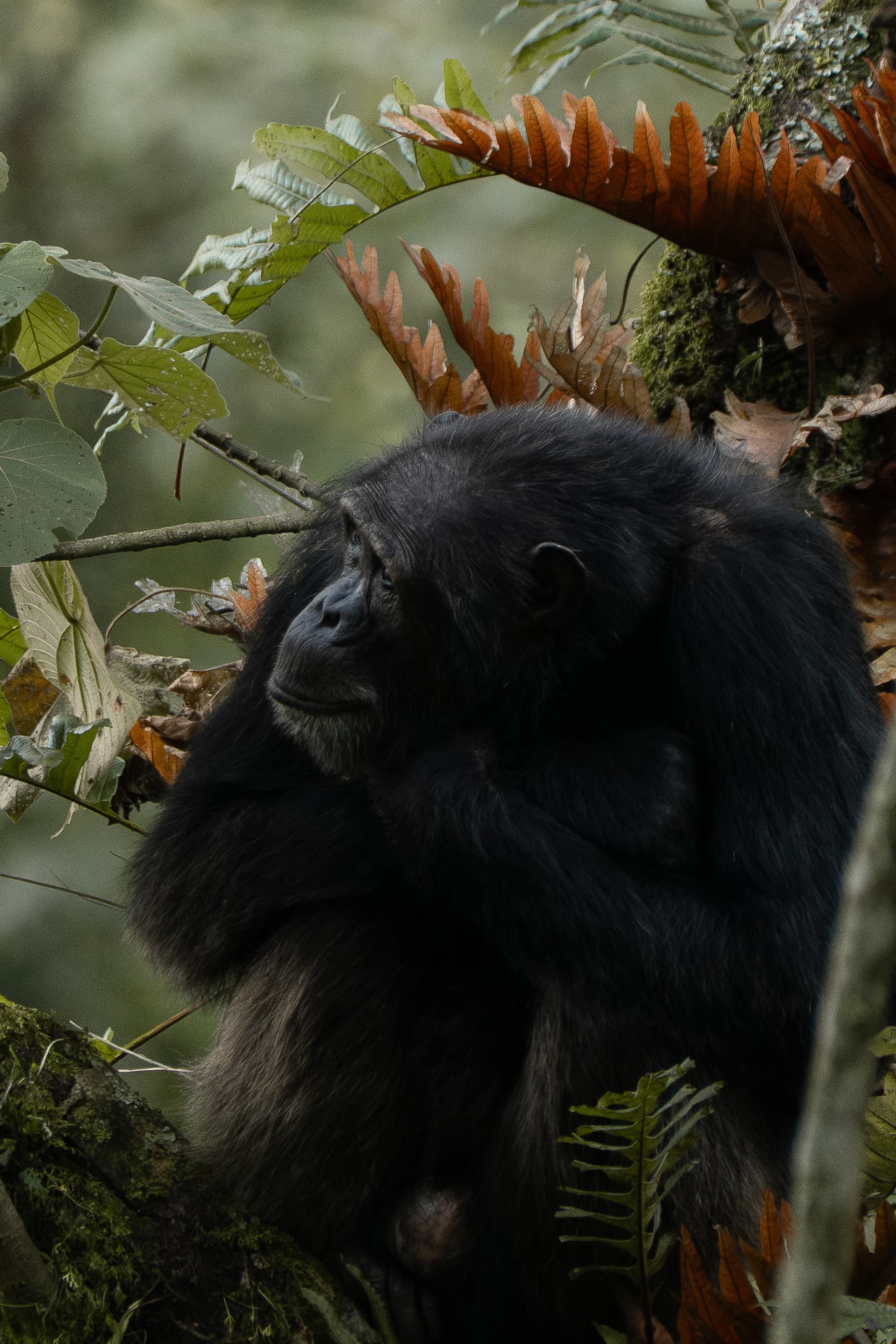Final adventure: Chimp tracking in Nyungwe National Park