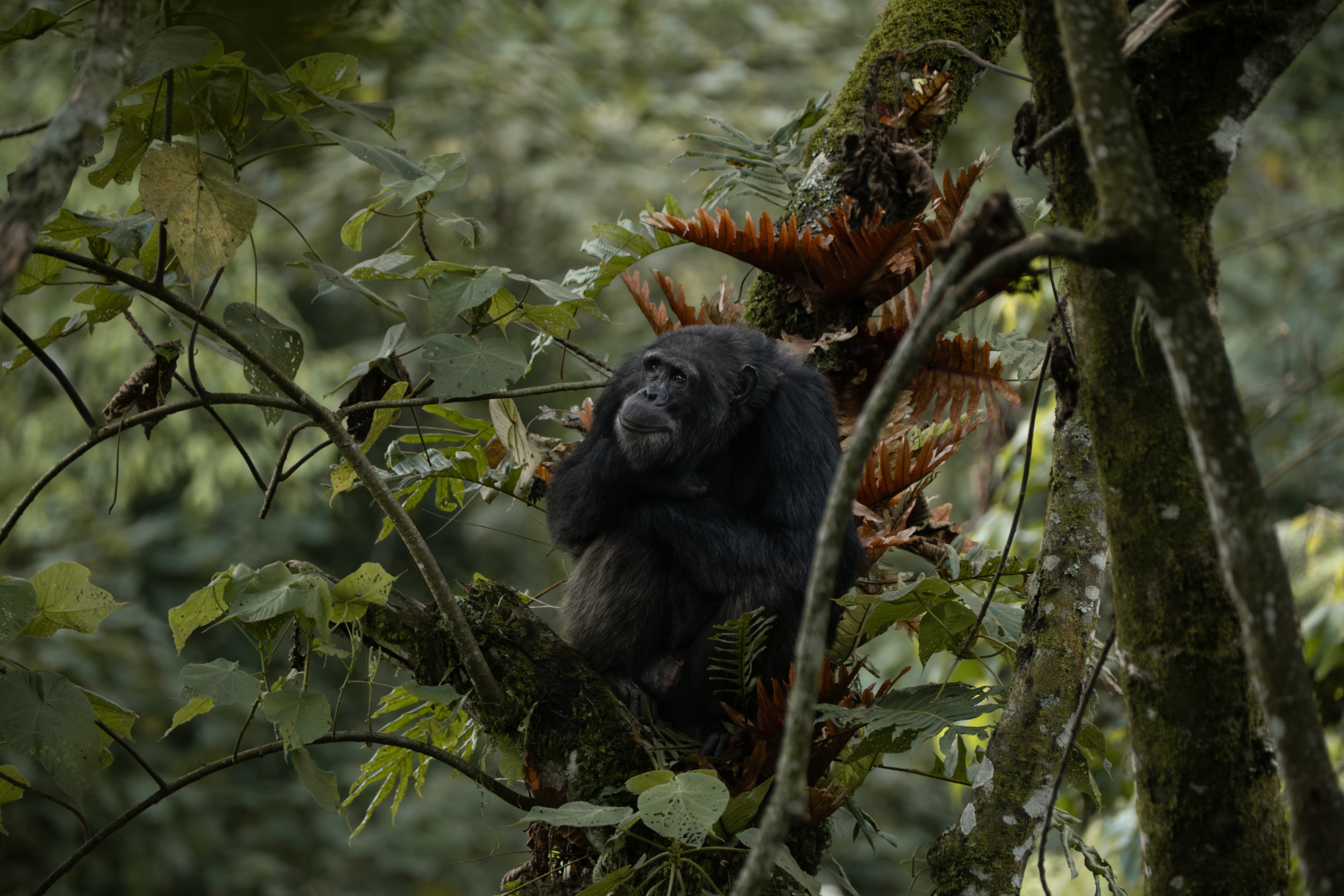 Final adventure: Chimp tracking in Nyungwe National Park