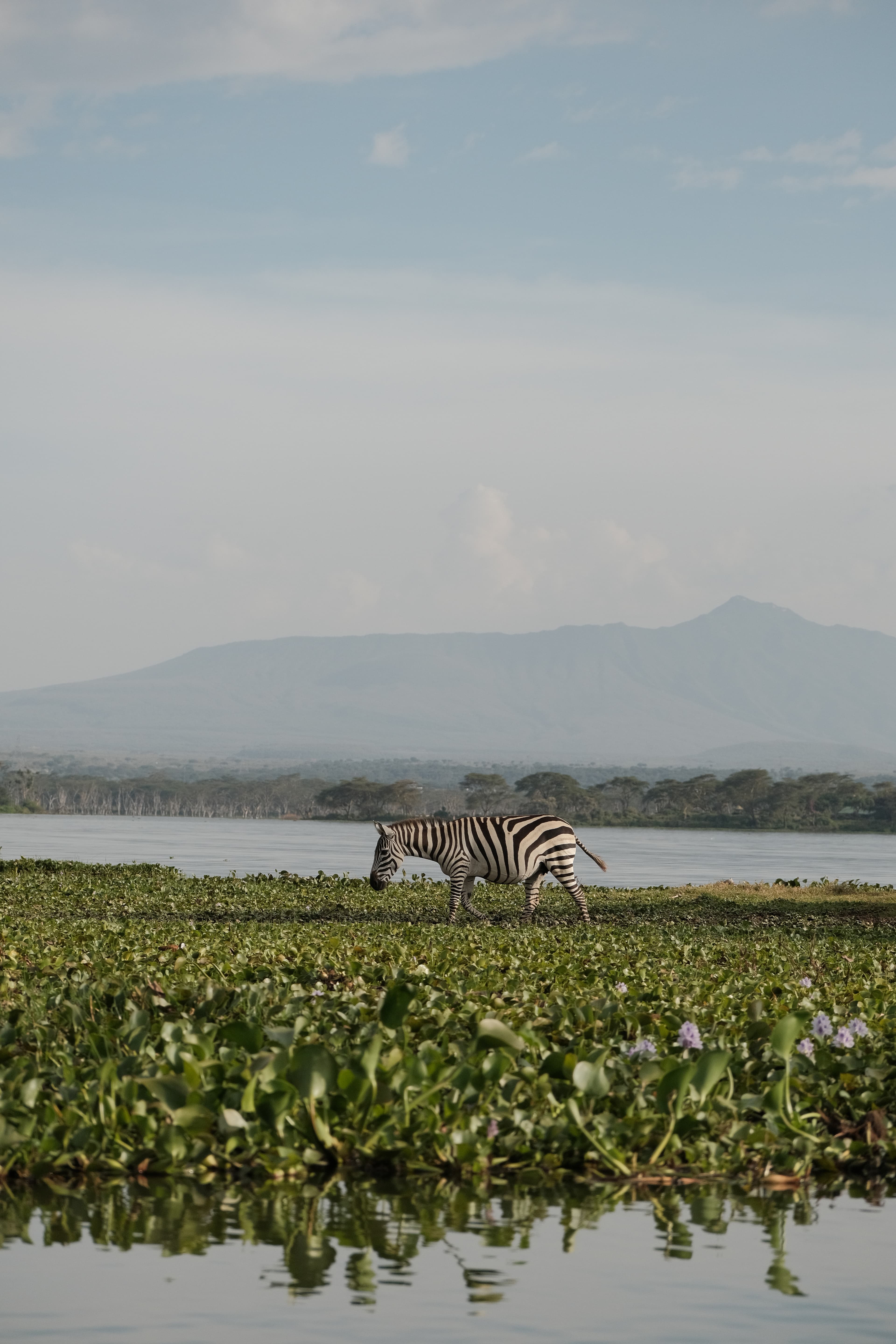 Excursion en bateau sur le lac Navaisha