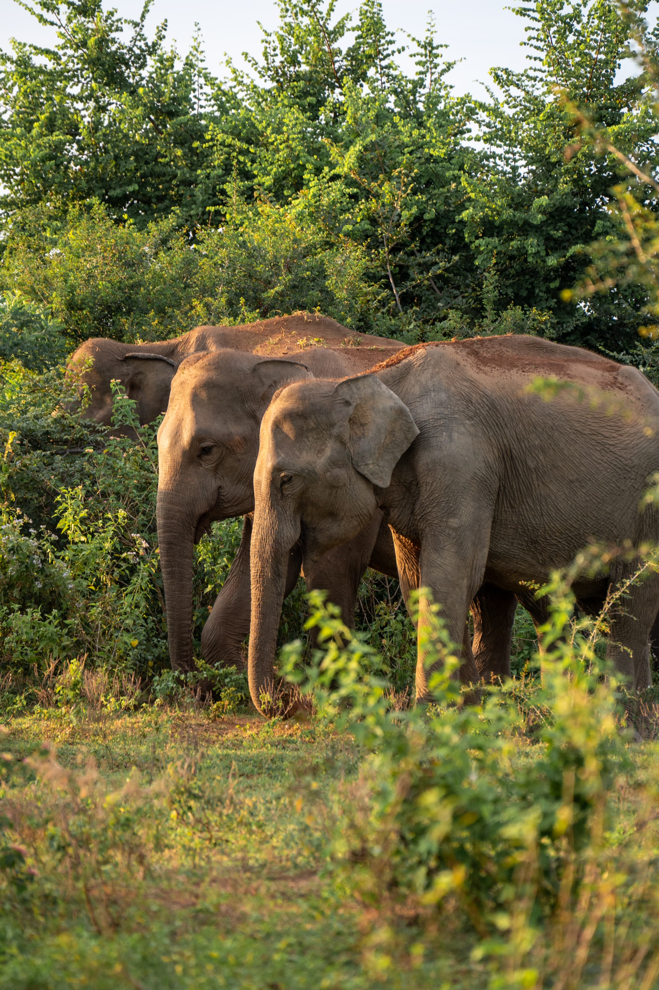 3 weeks itinerary Sri Lanka