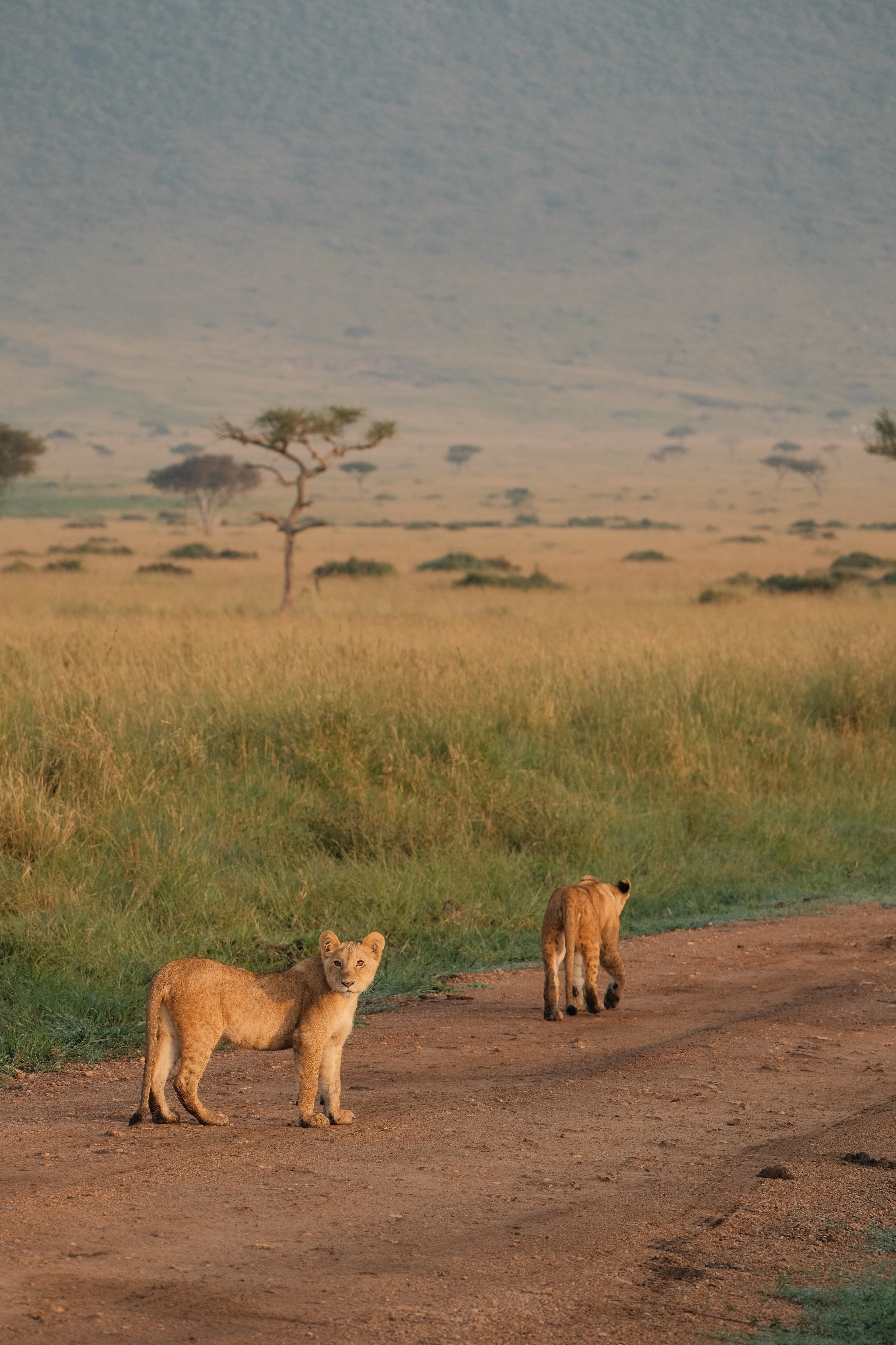 Expérience de safari ultime dans le Maasai Mara