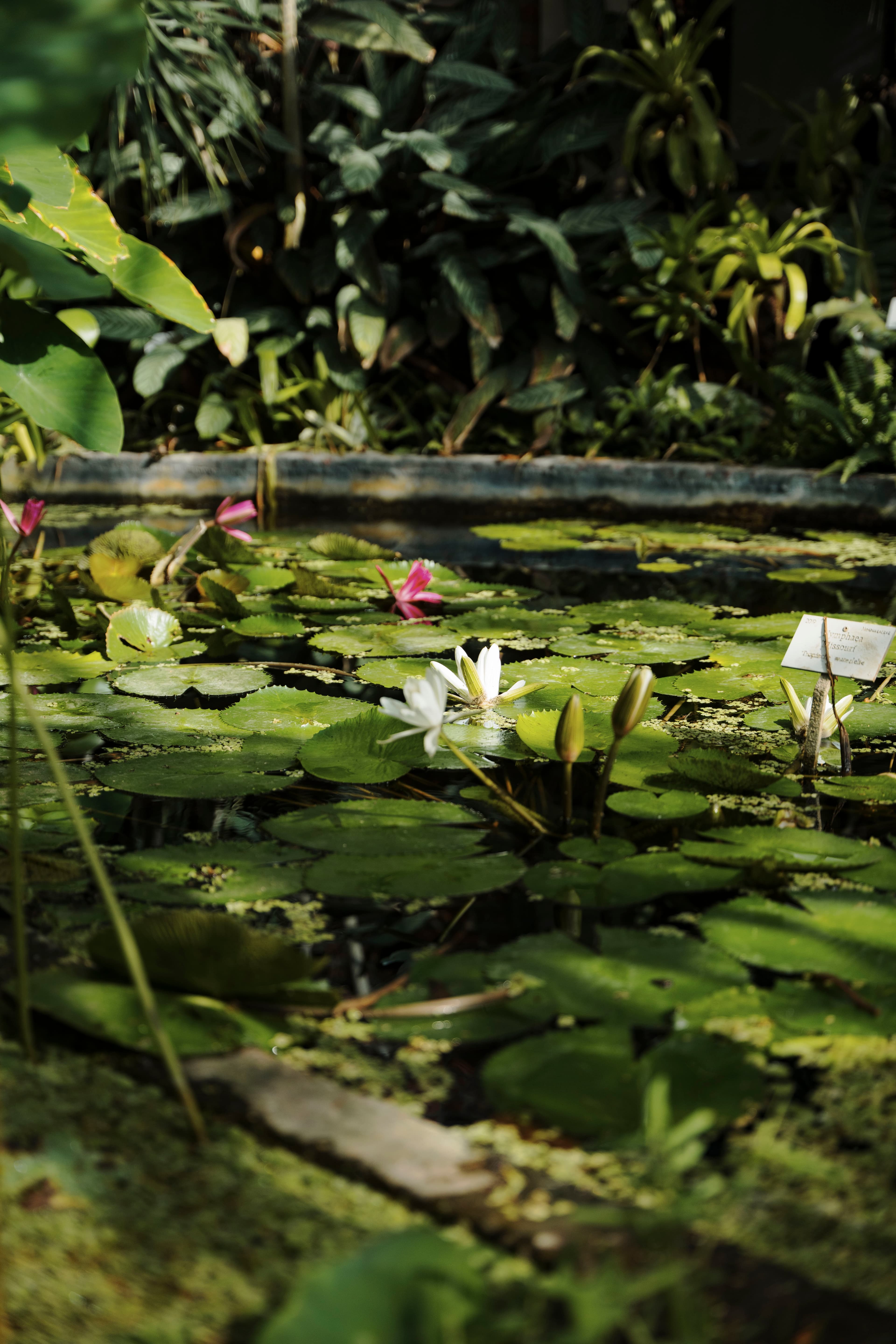 Stroll through the oldest botanical garden of Belgium