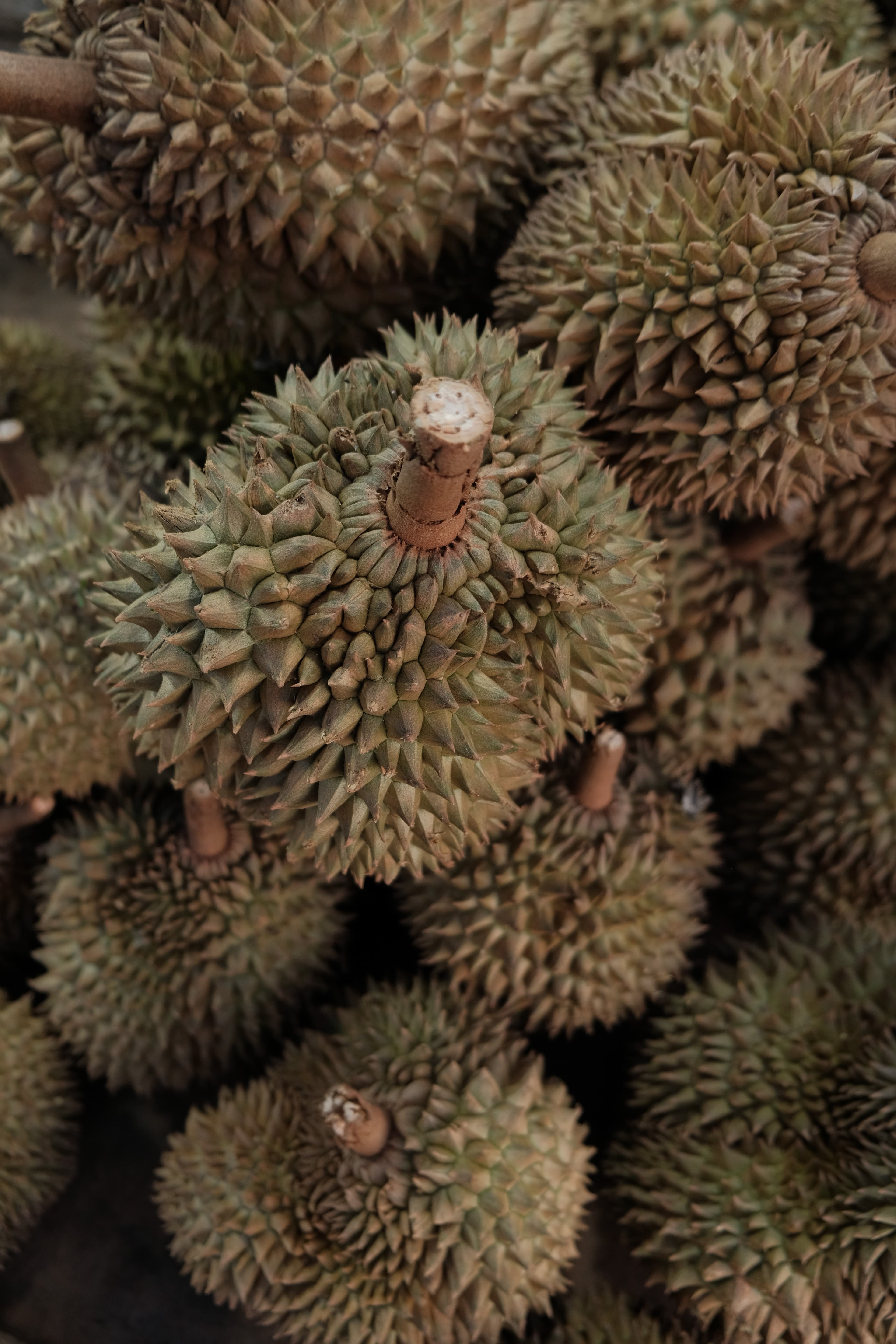 Malaisie verkennen in 3 weken